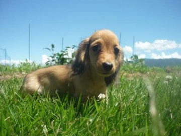 ミニチュアダックスフンド(ロング)【長野県・女の子・2021年5月10日・レッド】の写真「優しい雰囲気の子です！！」