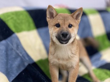柴犬(標準サイズ)【長野県・男の子・2021年7月8日・赤】の写真「可愛い男の子です(^^♪」