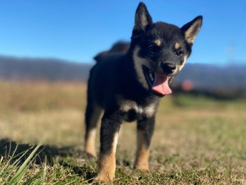 柴犬(標準サイズ)【長野県・女の子・2021年9月2日・黒】の写真「優しい雰囲気の子です！！」