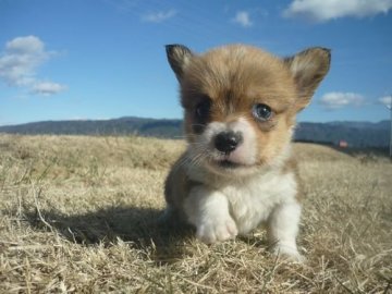 ウェルシュ・コーギー・ペンブローク【長野県・男の子・2020年11月16日・レッド&ホワイト】の写真「優しい雰囲気の子です！！」