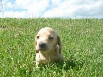 ミニチュアダックスフンド(スムース)【長野県・男の子・2021年4月24日・イエロー】の写真「優しい雰囲気の子です！！」