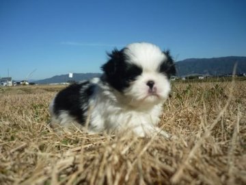 狆(チン)【長野県・男の子・2019年11月11日・白黒】の写真「可愛いベビーです!」