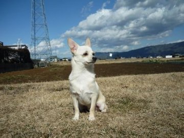 チワワ(スムース)【長野県・男の子・2019年7月1日・クリームホワイト】の写真「PRA発症しません。　かわいい男子です(^^♪」