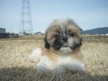 シーズー【長野県・男の子・2019年11月21日・ゴールド&ホワイト】の写真「賢い子です！」