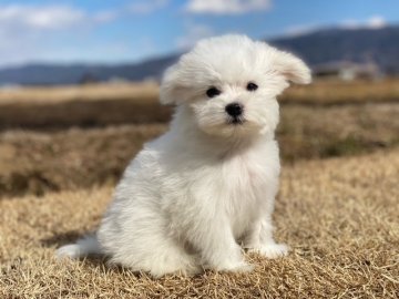 マルチーズ【長野県・男の子・2021年11月7日・ホワイト】の写真「優しい雰囲気の子です！！」