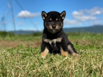 柴犬(標準サイズ)【長野県・男の子・2021年9月2日・黒】の写真「かわいい男の子です」