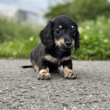 ミニチュアダックスフンド(ロング)【長野県・男の子・2022年4月25日・ブラックイエロー】の写真「イケメン君( *´艸｀)」