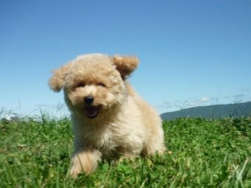 トイプードル(トイ)【長野県・男の子・2019年7月9日・アプリコット】の写真「可愛いベビーです!」