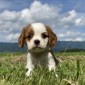 キャバリア【長野県・女の子・2022年6月12日・ブレンハイム】の写真「女子です(^^♪」