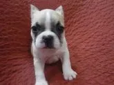 フレンチブルドッグ【長野県・女の子・2018年2月27日・パイド】の写真1「4月14日撮影」