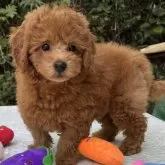 タイニープードル【東京都・男の子・2024年8月20日・レッド】の写真1