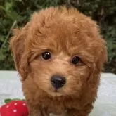 タイニープードル【東京都・男の子・2024年8月20日・レッド】の写真2