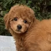 タイニープードル【東京都・男の子・2024年8月20日・レッド】の写真3