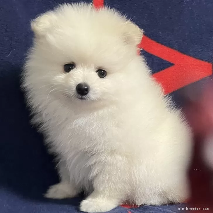 ID：2408-03367の子犬