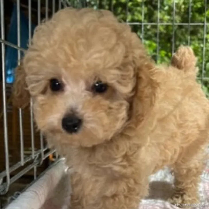 ID：2308-01686の子犬