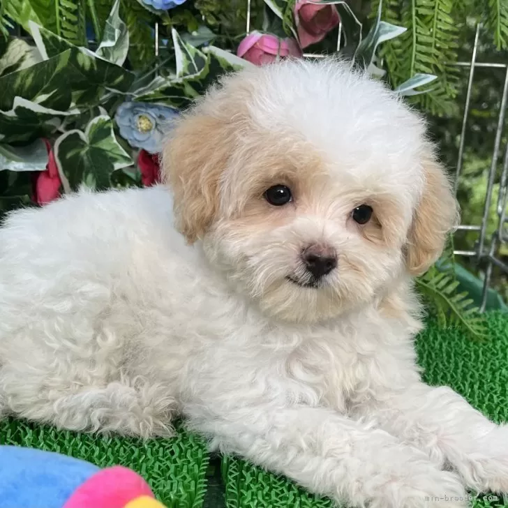 ID：2407-04469の子犬