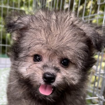 チワビション(チワワ×ビションフリーゼ)【東京都・男の子・2023年7月7日・クリームセーブル】の写真「クリームセーブルの笑顔が可愛いオシャレな男の子🤗」