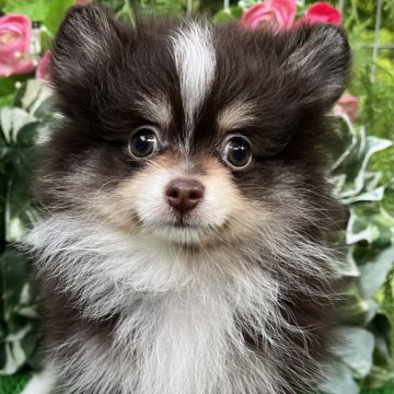 ポメラニアン【東京都・男の子・2024年6月18日・チョコタン/ホワイト】の写真「希少なチョコタン&ホワイトの素敵なポメラニアン💓」