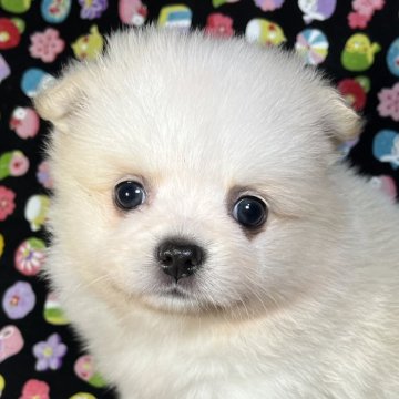 ポメラニアン【東京都・女の子・2024年7月13日・クリーム/ホワイト】の写真「5兄妹で元気いっぱい切磋琢磨で賢く逞しく成長中💐😆」