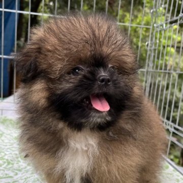 ポメシー【東京都・女の子・2023年7月8日・フォーン】の写真「モコモコフワフワ超可愛い😍」