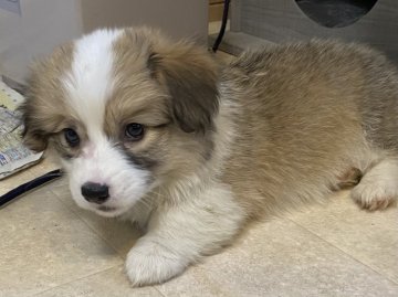 ウェルシュ・コーギー・ペンブローク【東京都・男の子・2021年3月24日・レッド/ホワイト】の写真「両親共チャンピオン🏆 DM遺伝子検査クリアです🤗。」