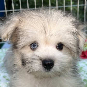 シュナポメ(Mシュナウザー×ポメラニアン)【東京都・男の子・2023年7月3日・クリームセーブル】の写真「ブルーの瞳が美しいオッドアイのシュナポメ君🤗」