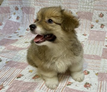 ウェルシュ・コーギー・ペンブローク【東京都・女の子・2021年3月24日・レッド/ホワイト】の写真「両親はJKCチャンピオン、パパは遺伝子検査クリア🤗」