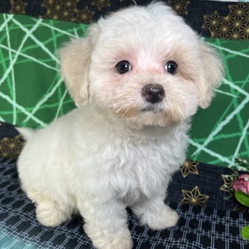 ミックス(マルチーズ×マルプー)【東京都・男の子・2024年6月19日・クリーム/ホワイト】の写真「クルクルフワフワ巻毛が楽しみな超可愛い男の子🌺」