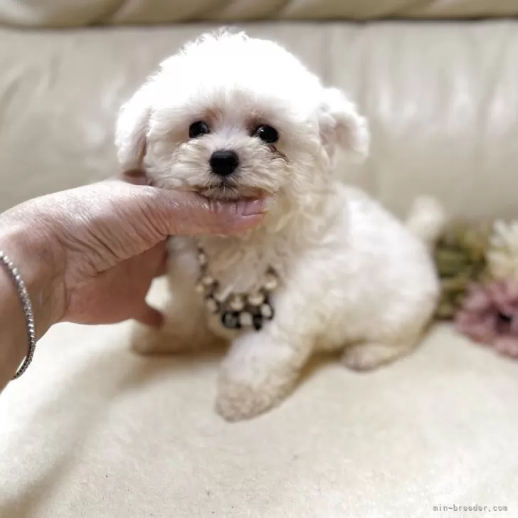 ID：2505-07858の子犬