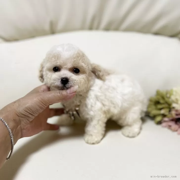 ID：2508-03104の子犬