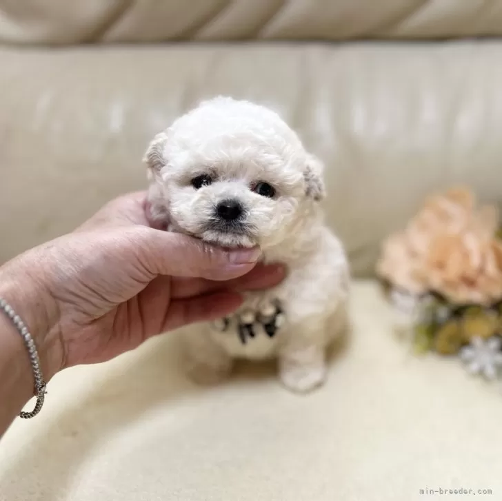 ID:2501-06025の子犬