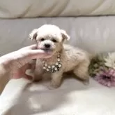 ティーカッププードル