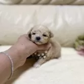 ティーカッププードル