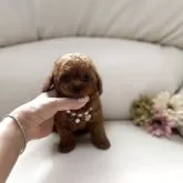 ティーカッププードル