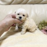 トイプードル(ティーカップ)