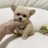 ティーカッププードル