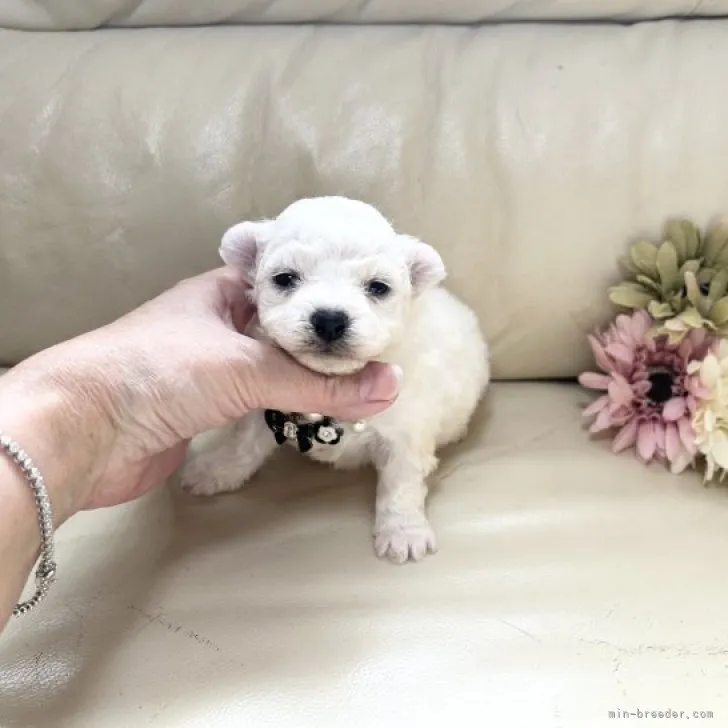 ID：2304-04305の子犬
