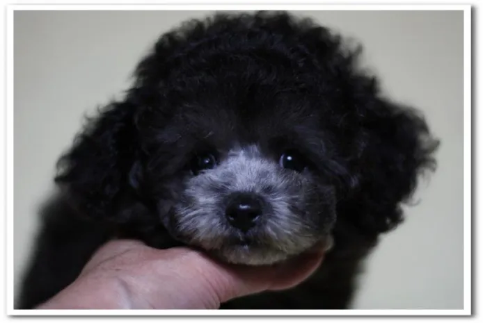 ID：1309-00919の子犬