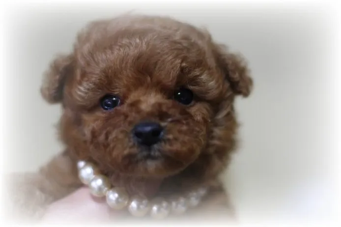ID:1402-00131の子犬