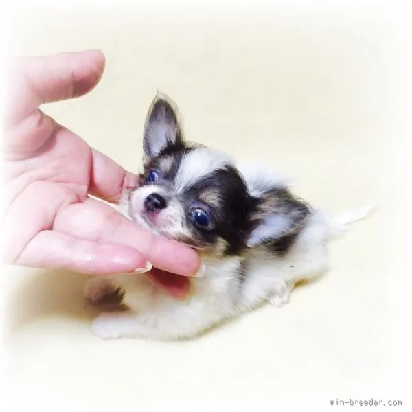 ID:1507-00913の子犬