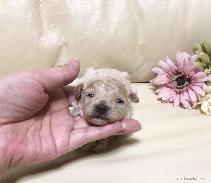 ID：2007-03220の子犬