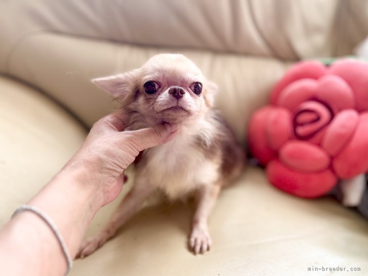 チワワ(ロング)【・女の子・2023年2月25日・CHOCOLATE & CREAM】