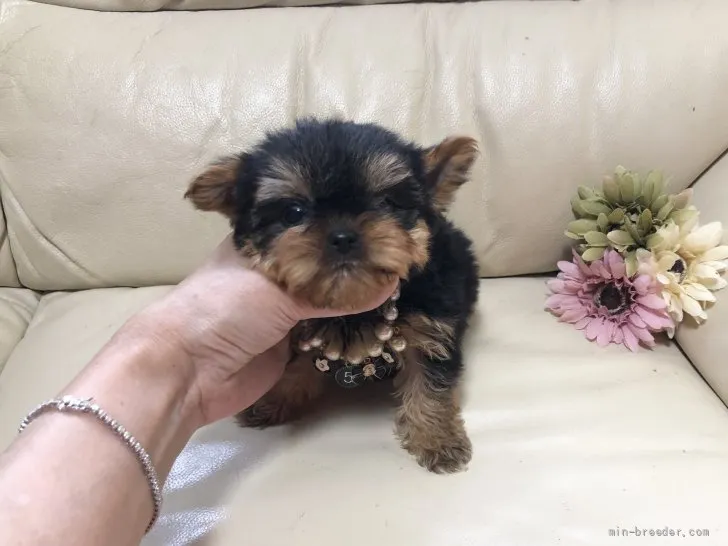ID：2111-00220の子犬