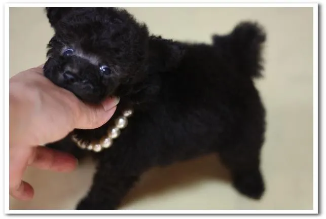 ID：1408-00037の子犬