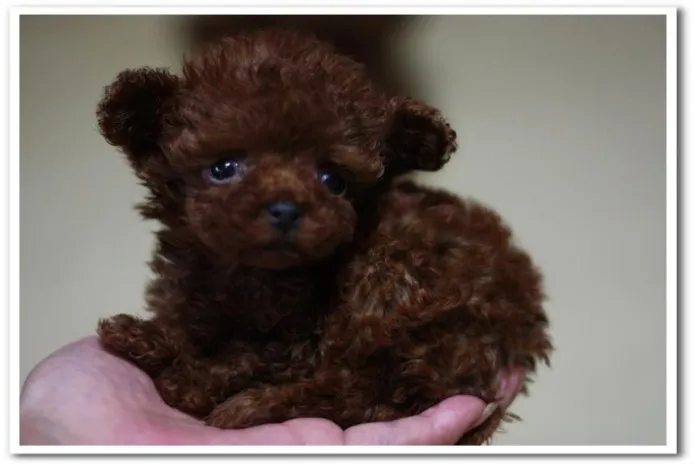 ID:1404-00314の子犬