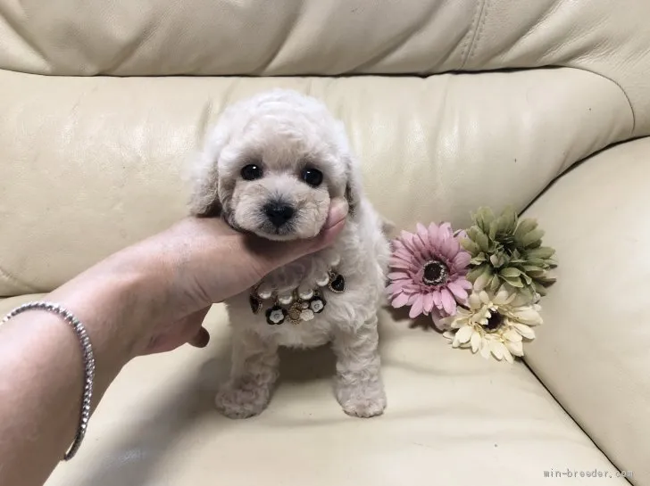 ID:2008-01739の子犬
