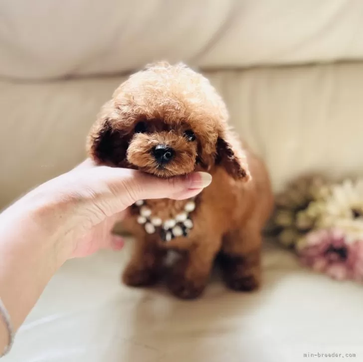ID:2407-07277の子犬