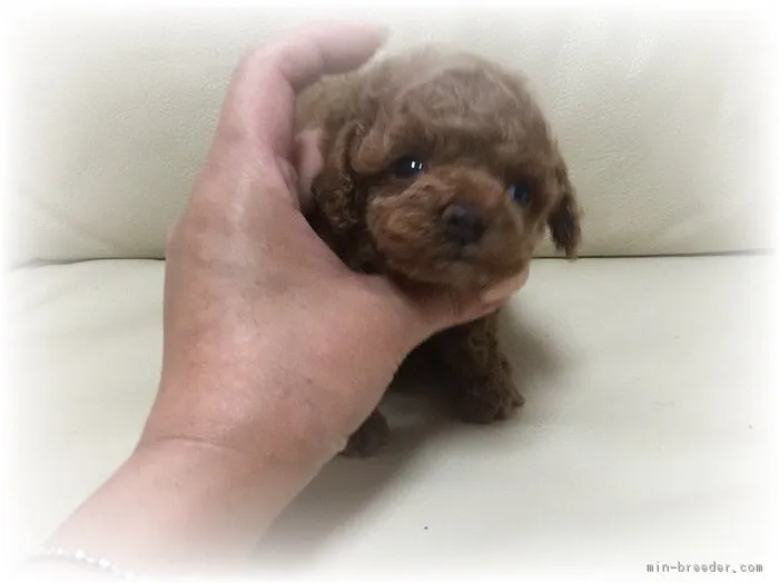 ID：1612-02042の子犬