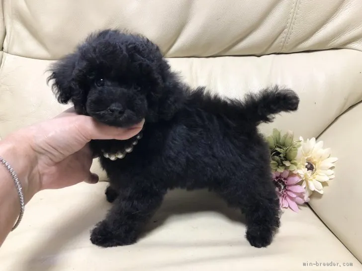 ID:2004-00572の子犬