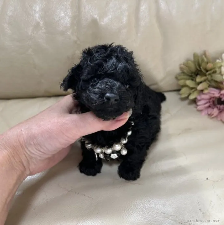 ID：2303-00879の子犬